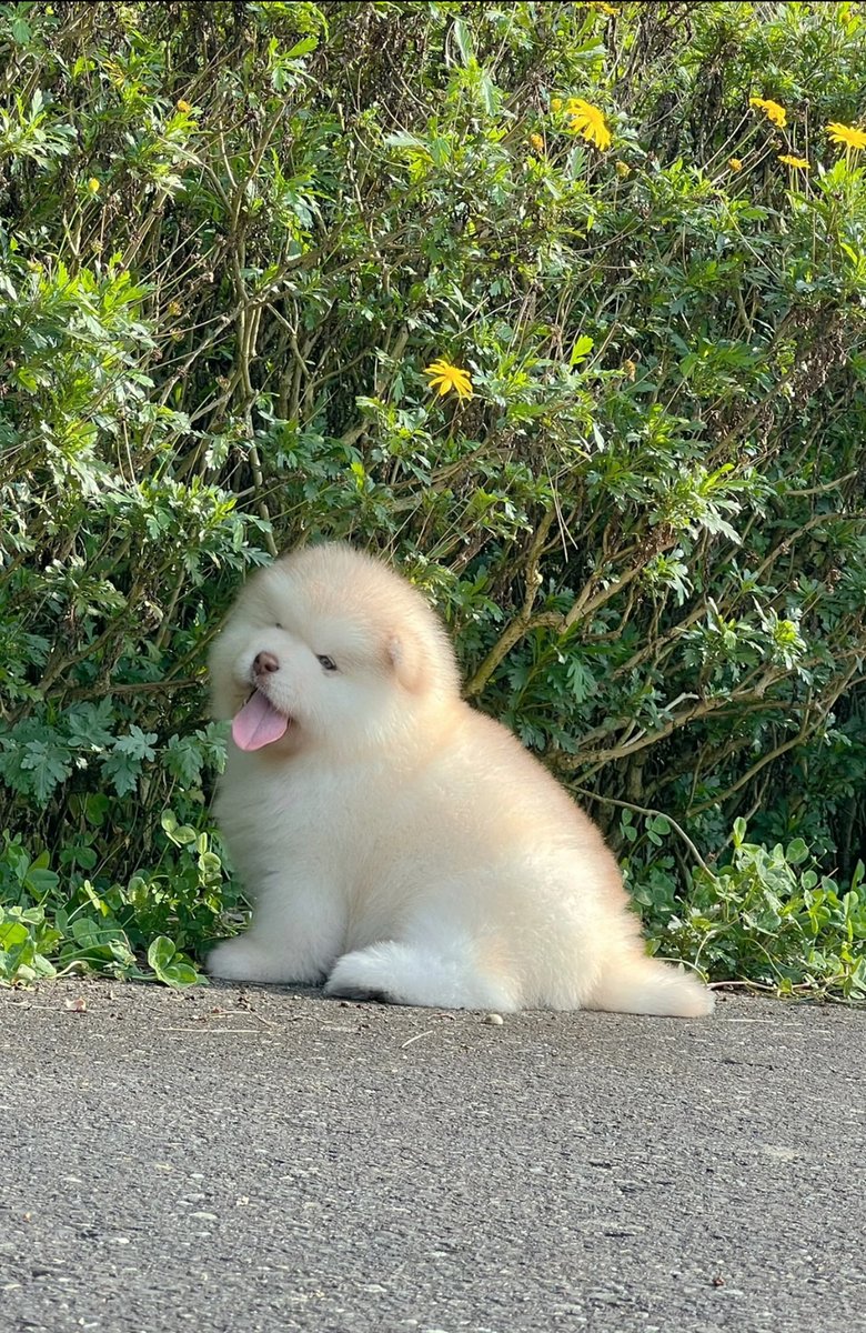 francesco tweet media