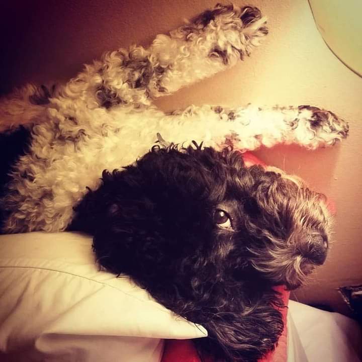 FreeThinkerRN 🇺🇸 🕊 tweet media