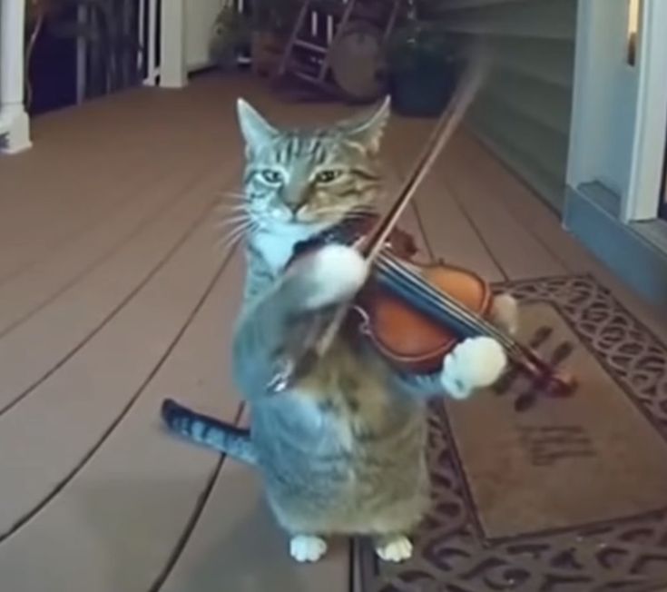 𝙽𝚊𝚗𝚌𝚢 ☆ 🇩🇰🇬🇷🇷🇸 tweet media