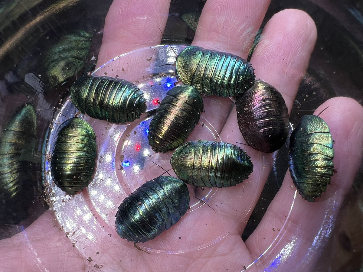 京@すわんぷて〜る tweet media