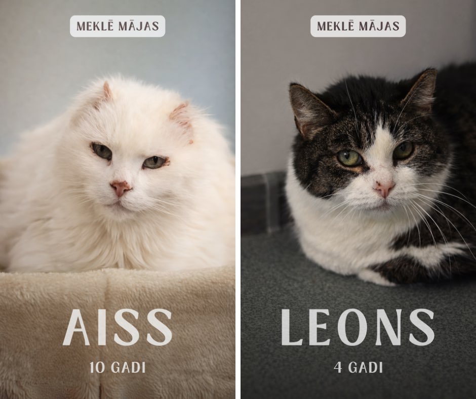 🥺 Viņu pagātnes ir ļoti dažādas - kādam tā ir iela un aukstums, kādam nodevība, kādam slimība, bet viņu sirdis joprojām ir cerības pilnas. Mēs redzam, kā viņu acīs tā iemirdzas ikreiz, kad atveras durvis un pa tām ienāk ciemiņi.

♥️ Adopcija nav tikai dzīvnieka uzņemšana ģimenē