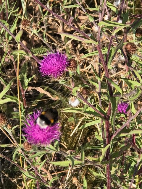 hon_joke's tweet photo. Goedenavond…. Beetje laat maar hier alsnog de #Distels van #ElkeDagEenBloem #dag25 van de #Maartchallenge en is een initiatief van @wbos54
Foto’s aan de Schelde! https://t.co/VCyRl4y7mx