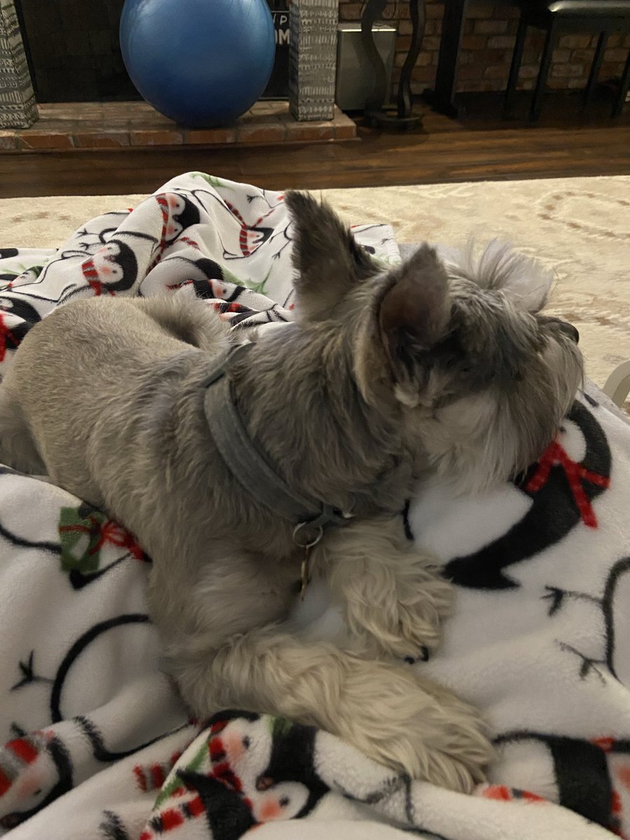 Meet Pretzel. I’m pet sitting her for my son today.