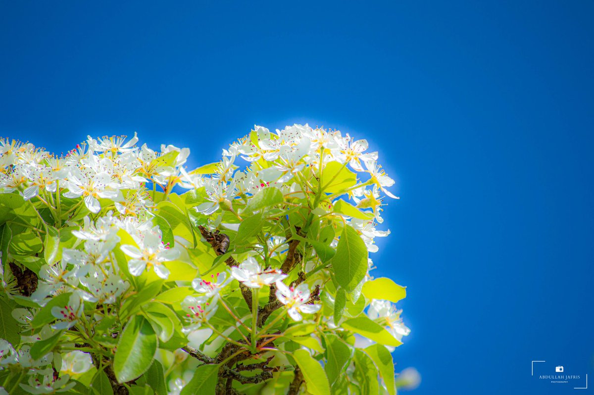 Abdullah Jafris tweet media