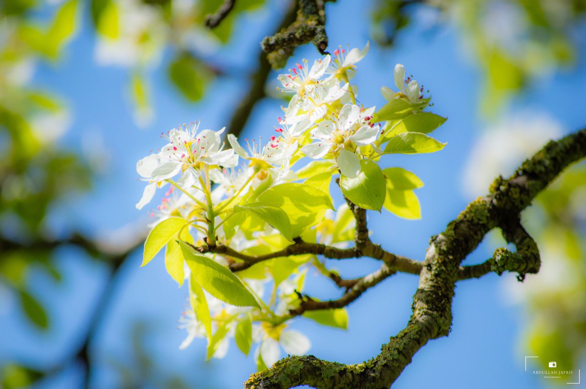 Abdullah Jafris tweet media