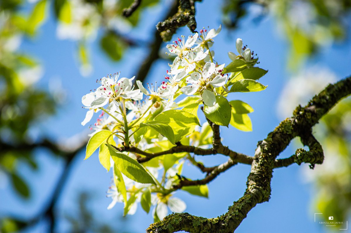 Abdullah Jafris tweet media