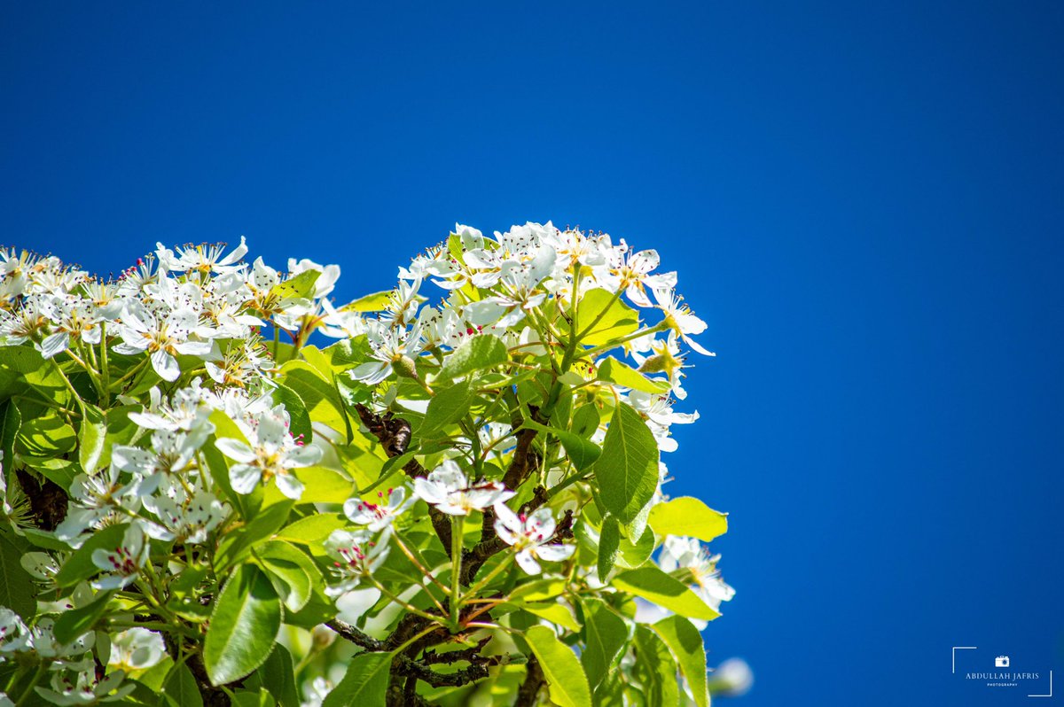 Abdullah Jafris tweet media