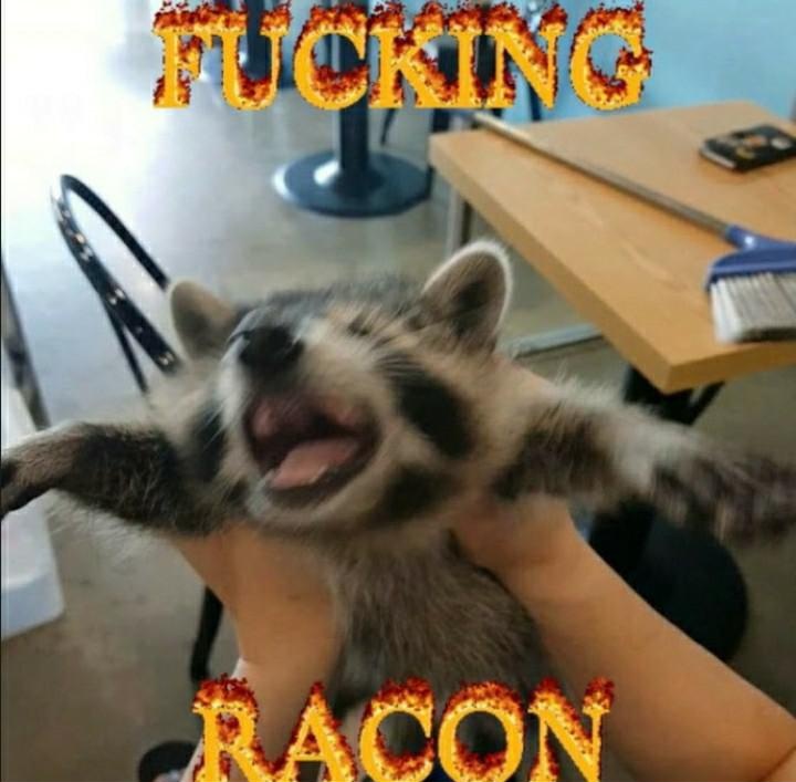 Urbis 26.04 LTS "Resolute Raccoon" 🔜 FWA tweet media