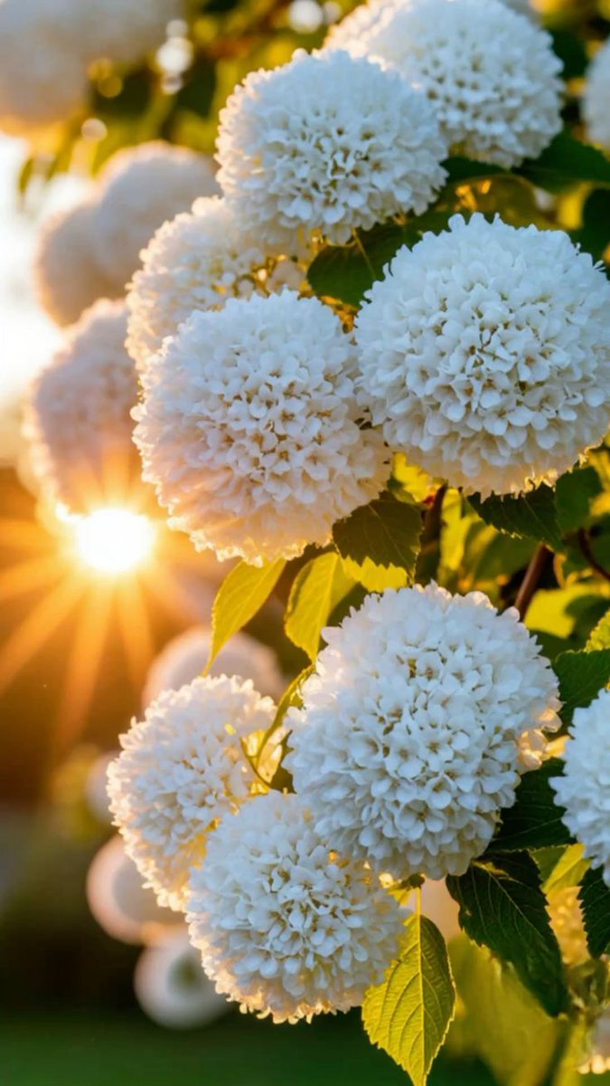 Снежана tweet media