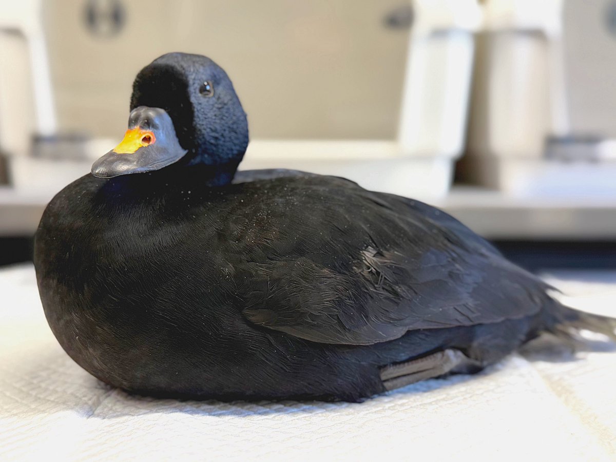 Yorkshire Swan & Wildlife Rescue Hospital tweet media