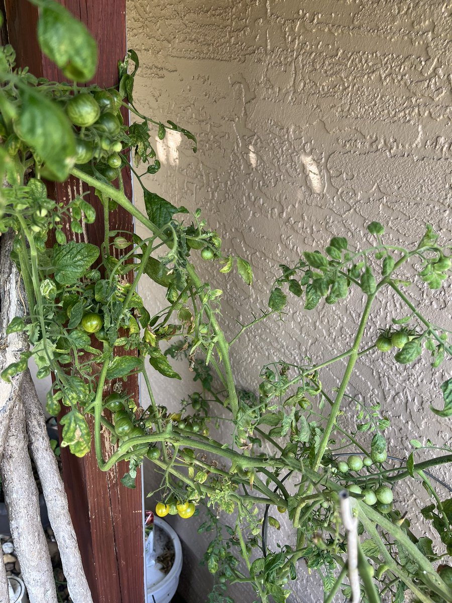 Bleed Orange and Blue tweet media