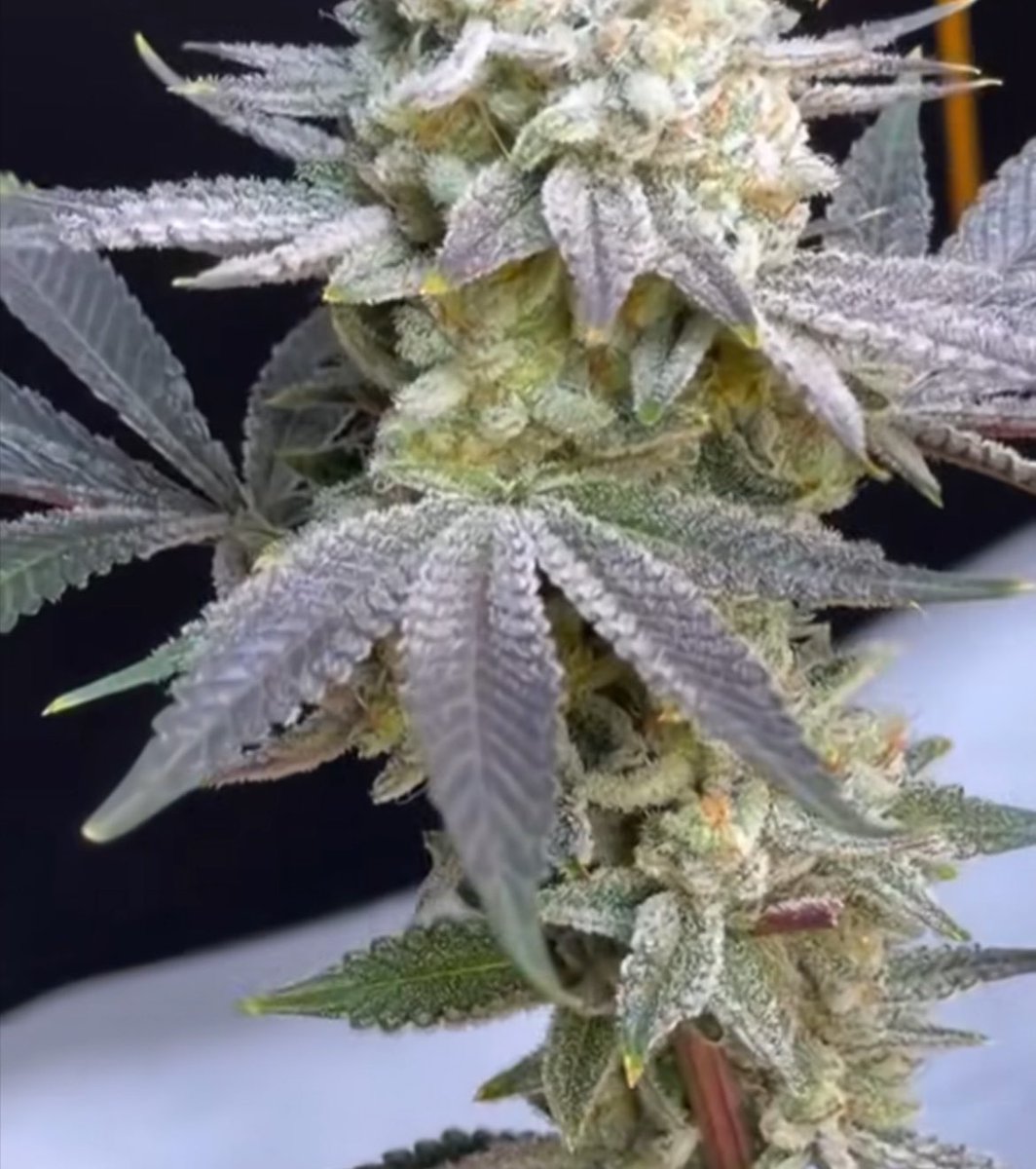 Fernand49034227's tweet image. natural Cannabis
#dulce #ganja #sativa