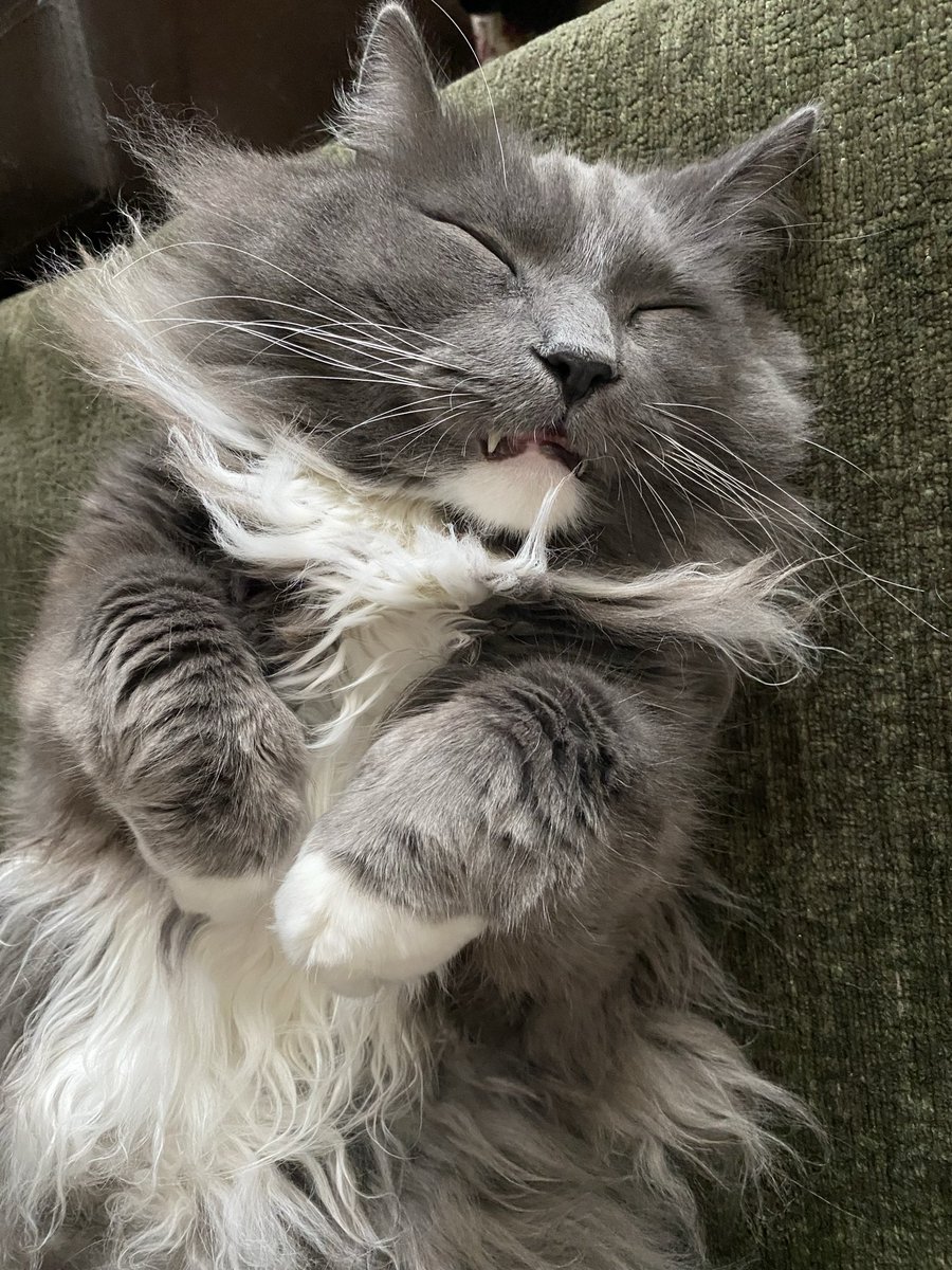 Bast50🐱👑🇨🇦 tweet media