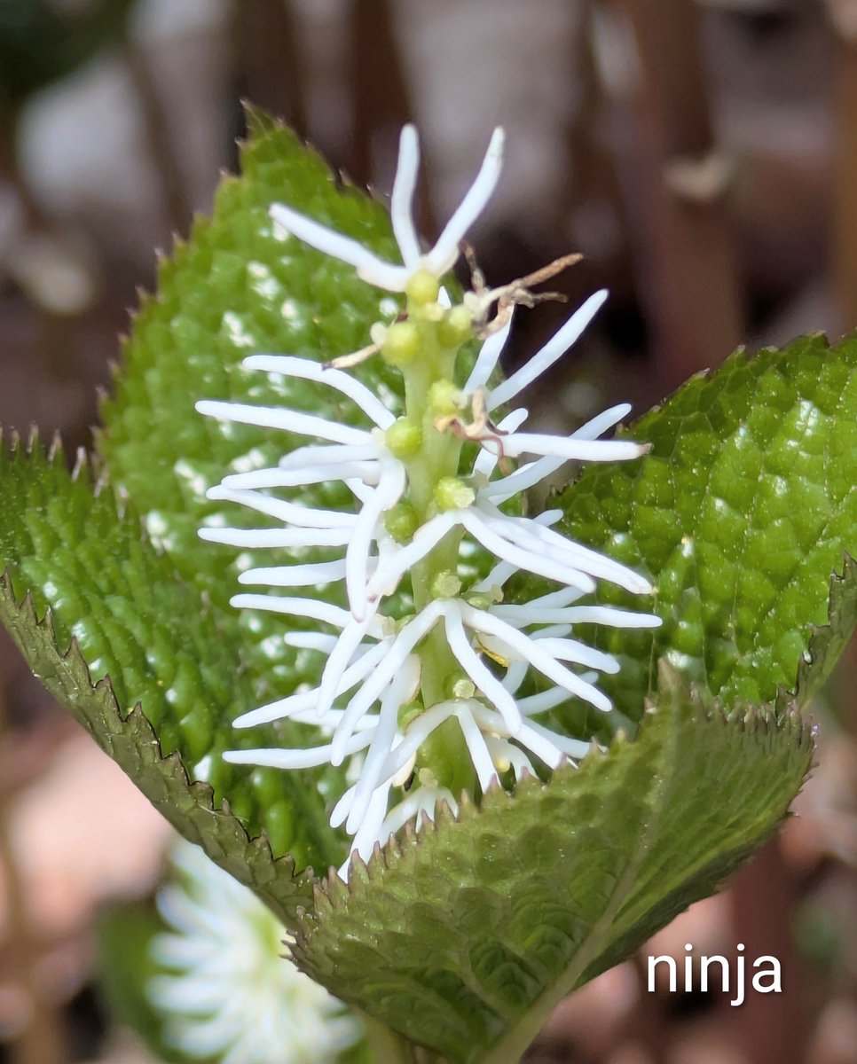 ニンジャ tweet media