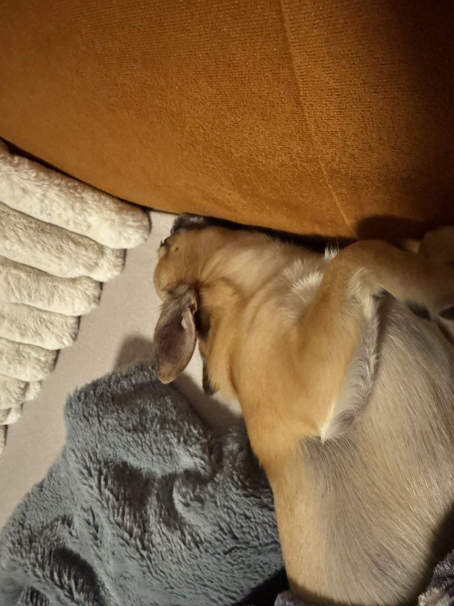 Big M 🦮🐾🦮🐾 tweet media