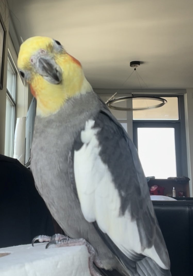 Larry and friends 🥔 tweet media