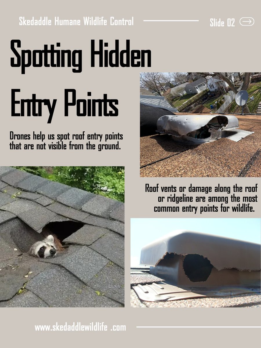 Skedaddle Humane Wildlife Control tweet media