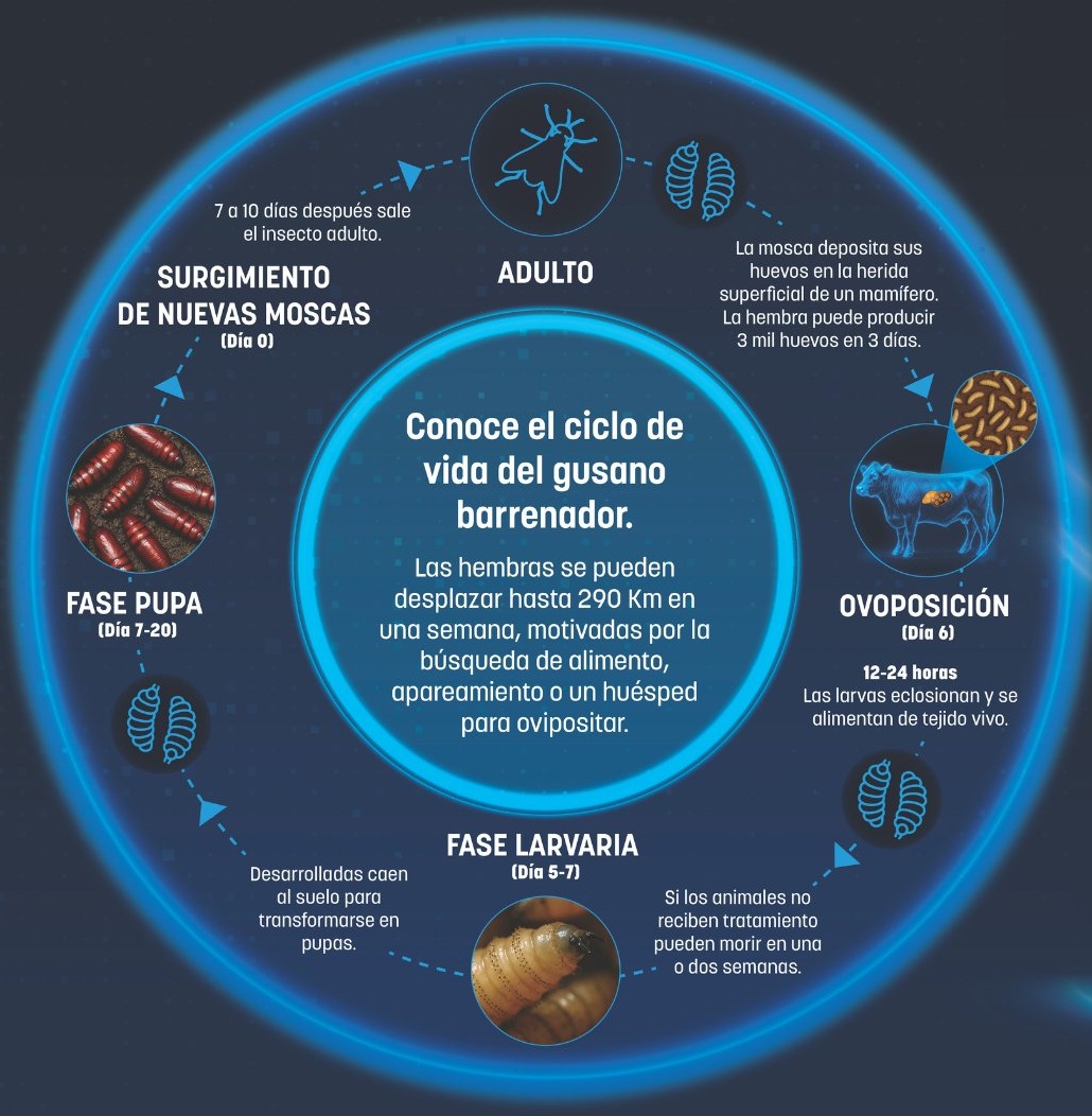 Granada Pasión Ganadera tweet media