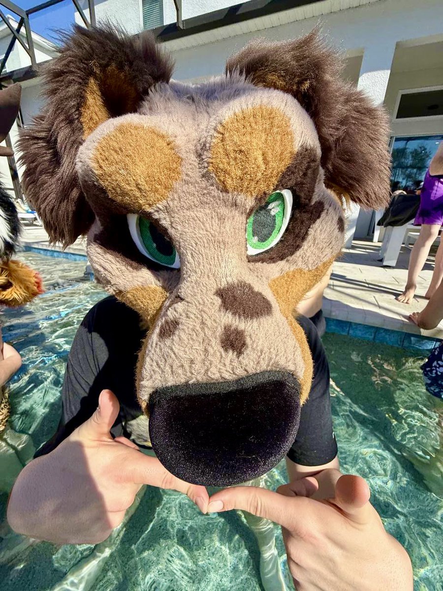 Finn the Dachshund 🔜 LVFC tweet media