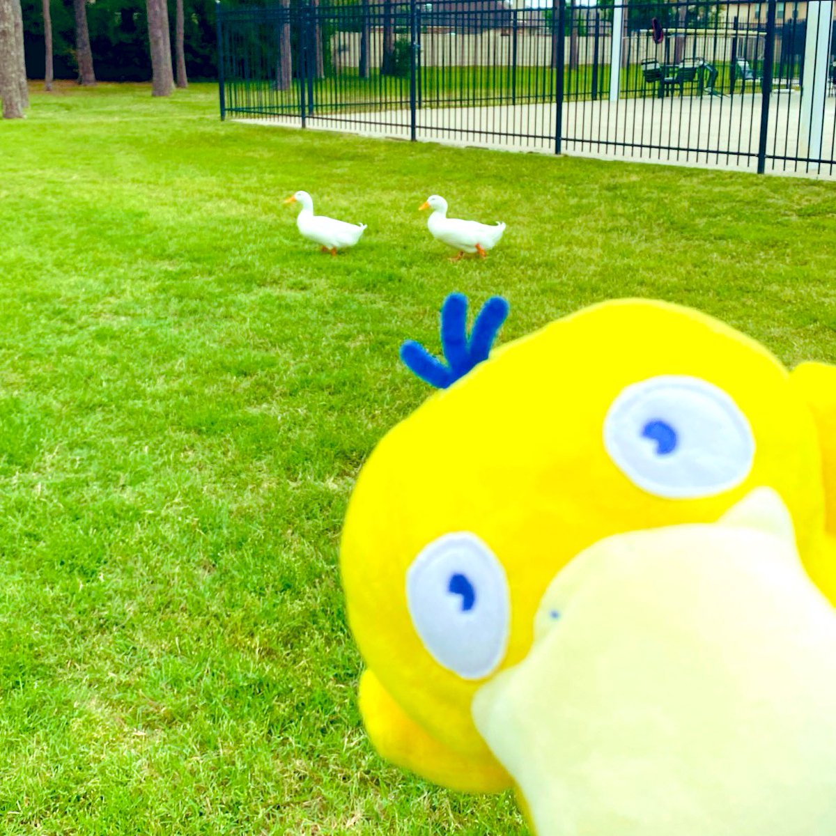 Minhtendo2's tweet photo. Psyduck's distant relatives ✨🦆✨ https://t.co/Xud99W6G88