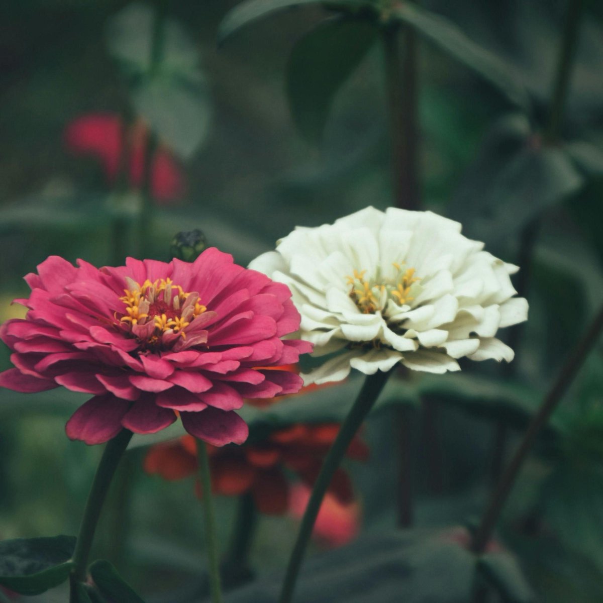 RynoLawnCare's tweet photo. Ready to refresh your yard this spring? 🌼
These flowers thrive in North Texas and bring serious curb appeal.
🌿 Check out our latest blog! https://t.co/rM3zHM22sh 
#SpringFlowers #DFWLandscaping #FlowerBeds #CurbAppeal #TexasLawnCare #SpringLandscaping #NorthTexasGardening https://t.co/hm6rRzbTHE