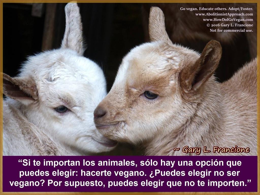 Filosofía Vegana tweet media