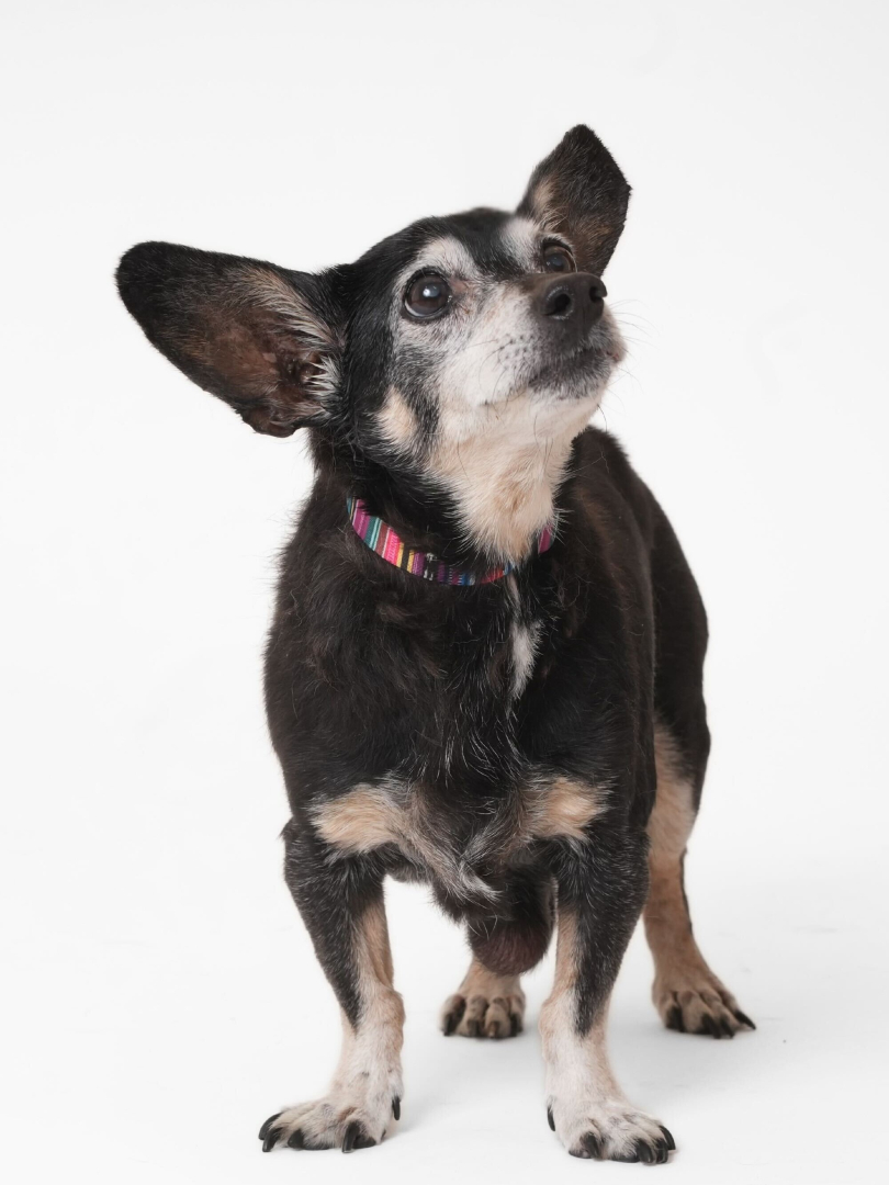 Muttville Senior Dog Rescue, San Francisco tweet media