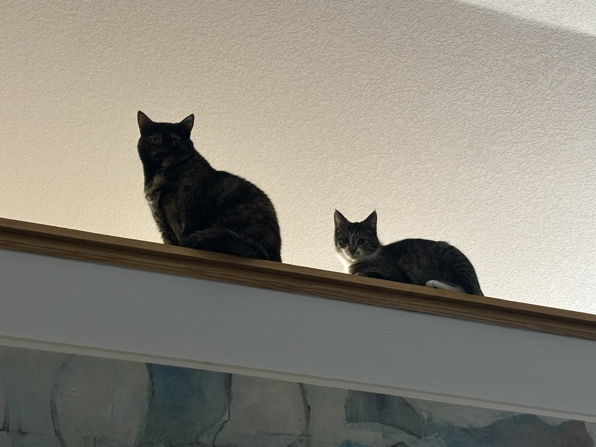 Little cat tweet media