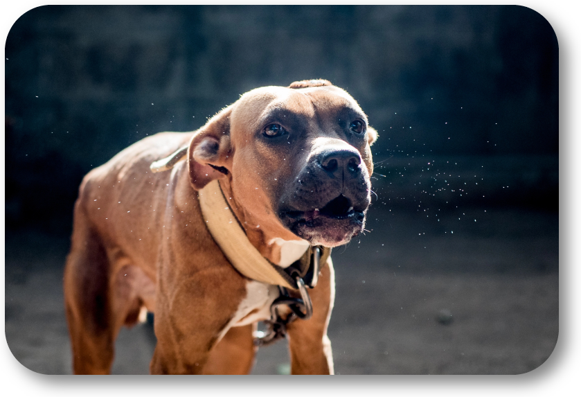 NoGaDogTraining's tweet photo. How Can I Reduce the Risk of a Dog Bite? Avoid a dog bite by displaying a calm and confident nature when approached by a strange dog. #dogtraining #dogtrainer #homedogtraining #obediencetraining https://t.co/b2urdsviyN https://t.co/zMMNna35m8