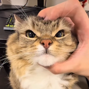 Clover (@dumbassplant.bsky.social) tweet media