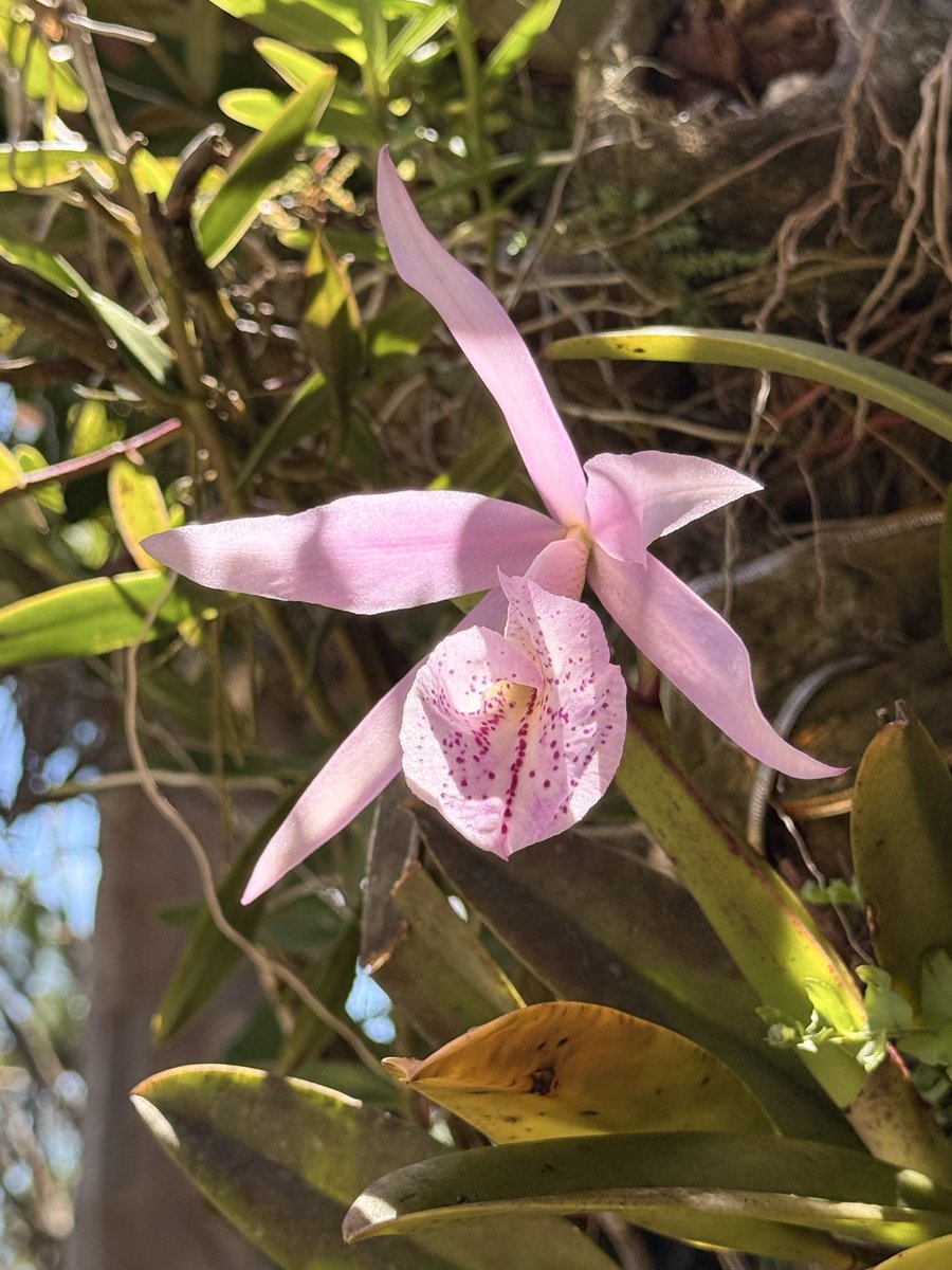 Eric E. Pérez C. 🇵🇦 tweet media