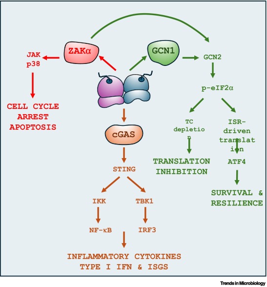 Trends in Microbiology tweet media