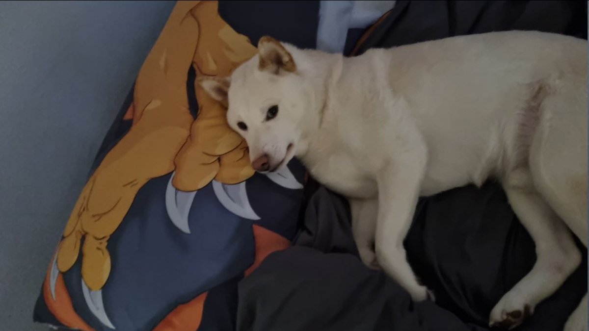 🔞 Wargreatmon 🔞 @EF tweet media