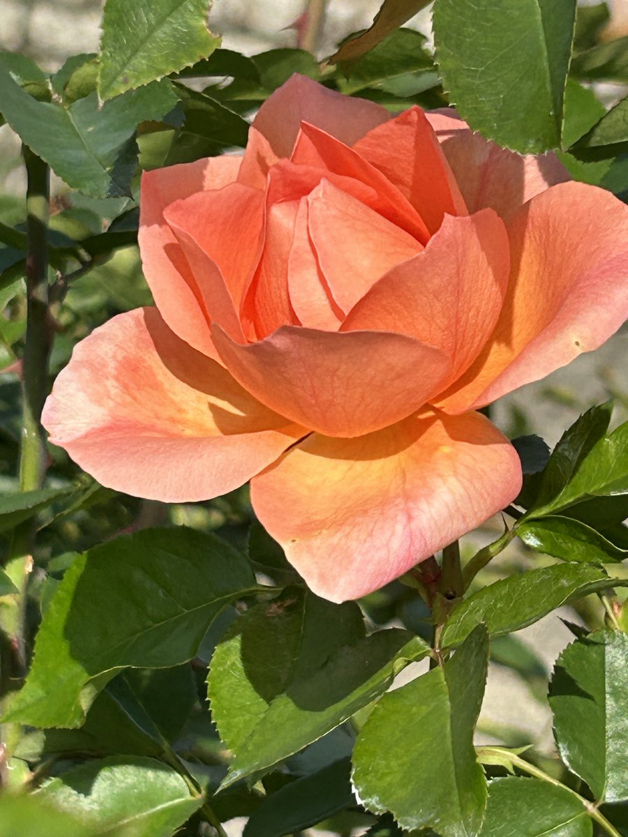 アンシャーリー👩🏻‍🦰❤️🌈🍀 tweet media