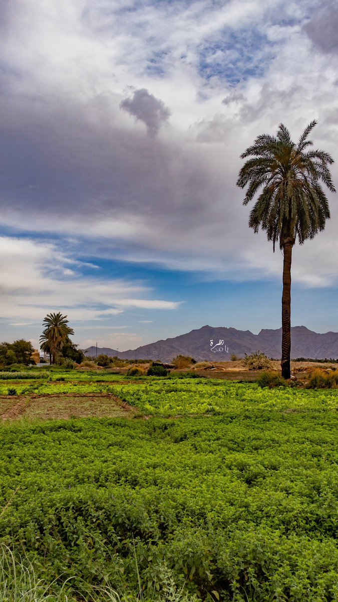 المملكة tweet media