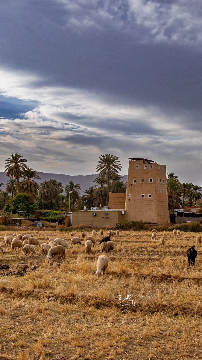 المملكة tweet media