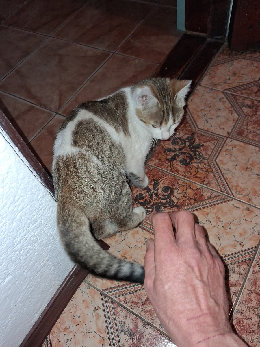 Володимир tweet media