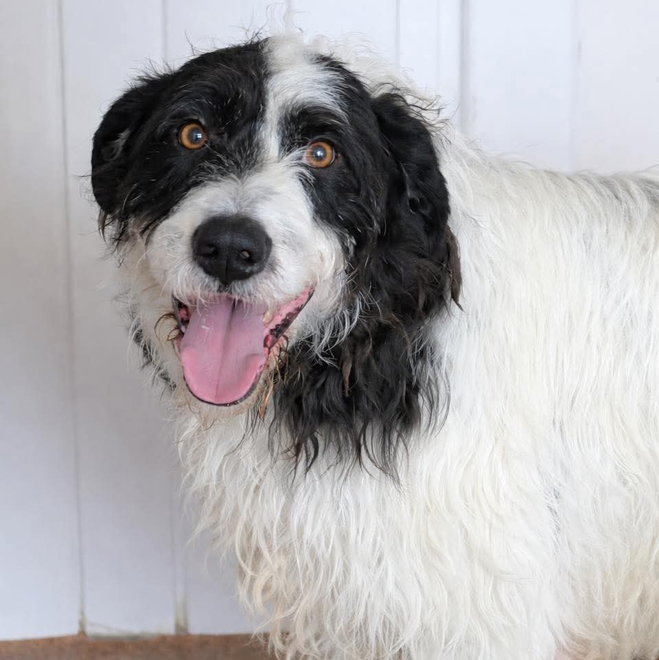 Greenacres Rescue tweet media