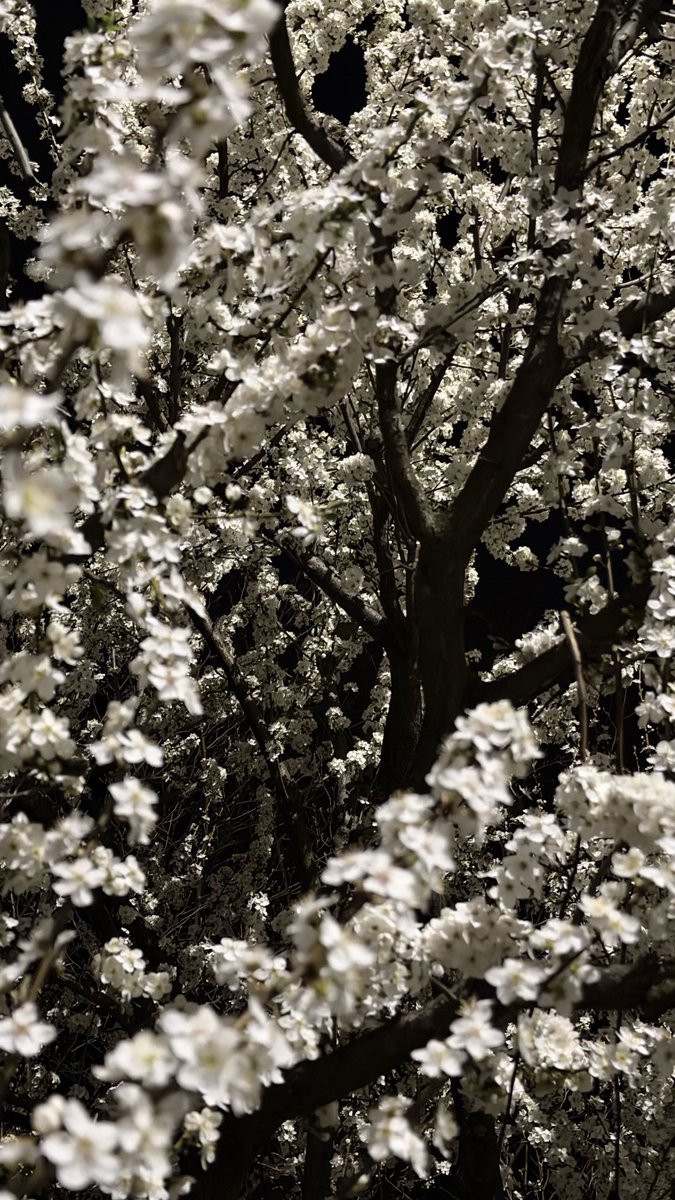 Шопкиня tweet media