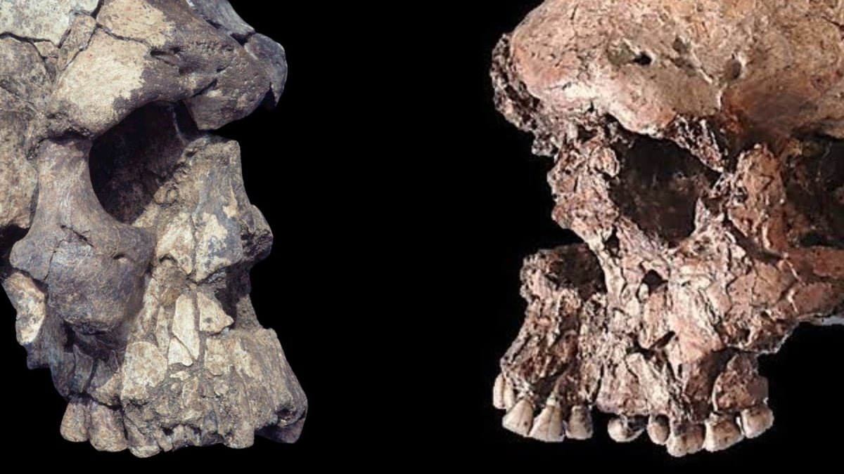 Herto 1 and Qafzeh 25, two very crushed and deformed skulls.  Verty difficult to tell what the real face looked like.