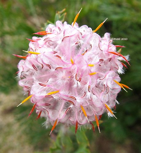 Naturepathway's tweet photo. "Flowers are the music of the ground. From earthโs lips spoken without sound."
โ#GardenTherapy #PetalPerfection #RootedAndRising #FlowerPower #NatureIsHealing #BloomCore #GreenThumb https://t.co/JUinwojqig