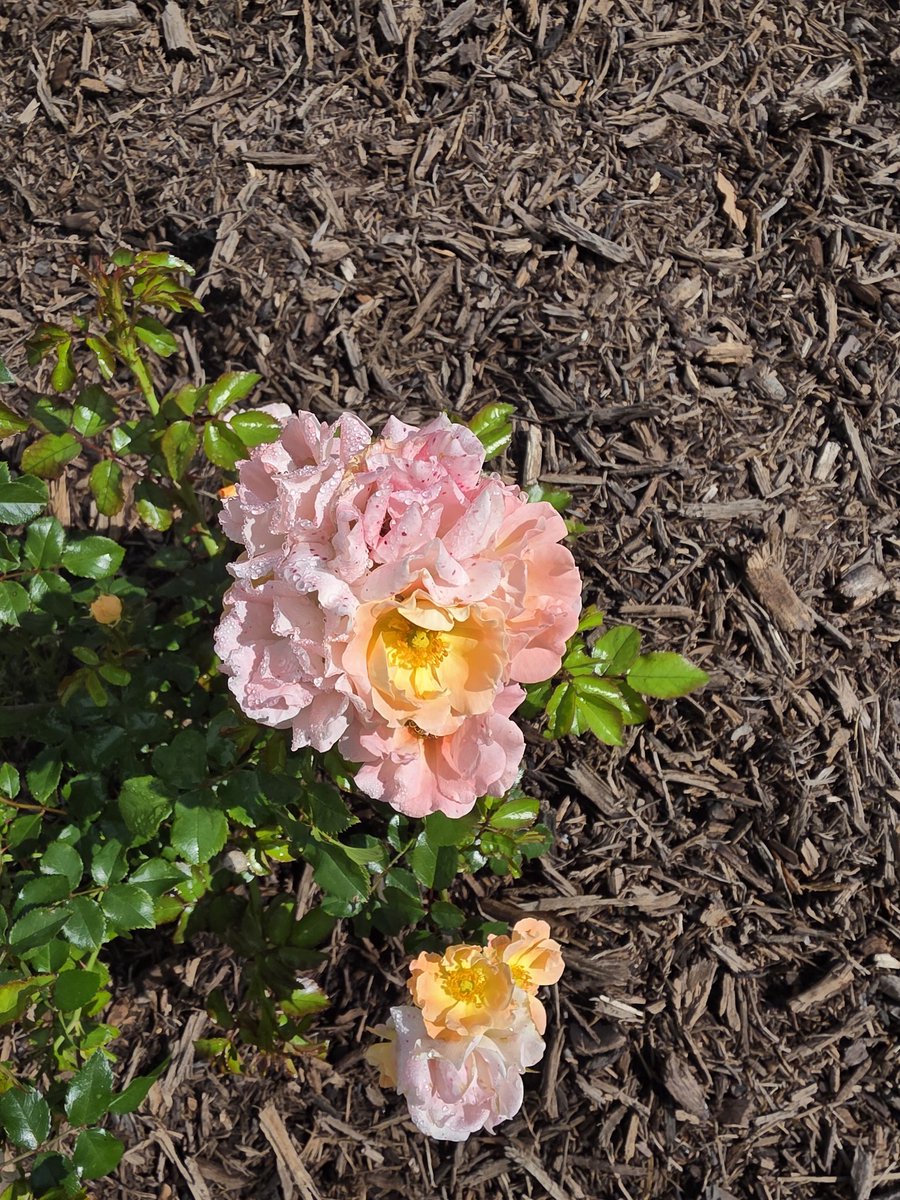 Justin HARDY tweet media