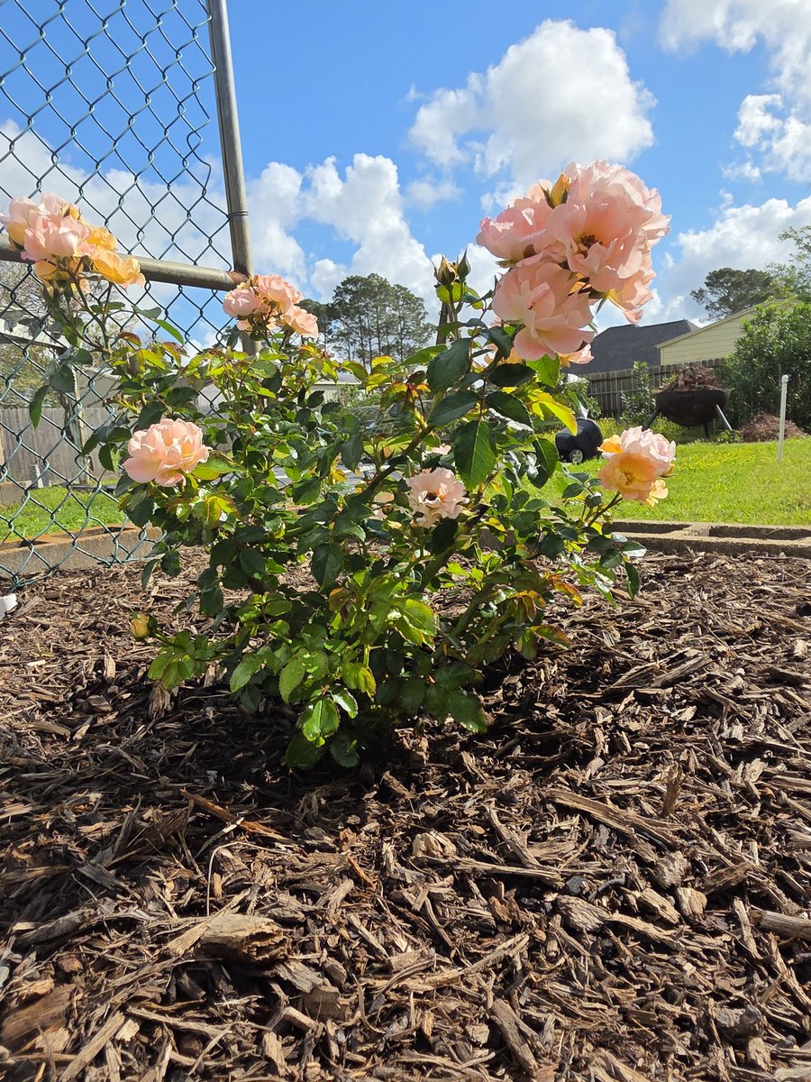 Justin HARDY tweet media