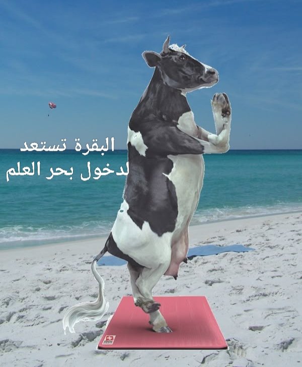 السيرة كروكودايلة tweet media