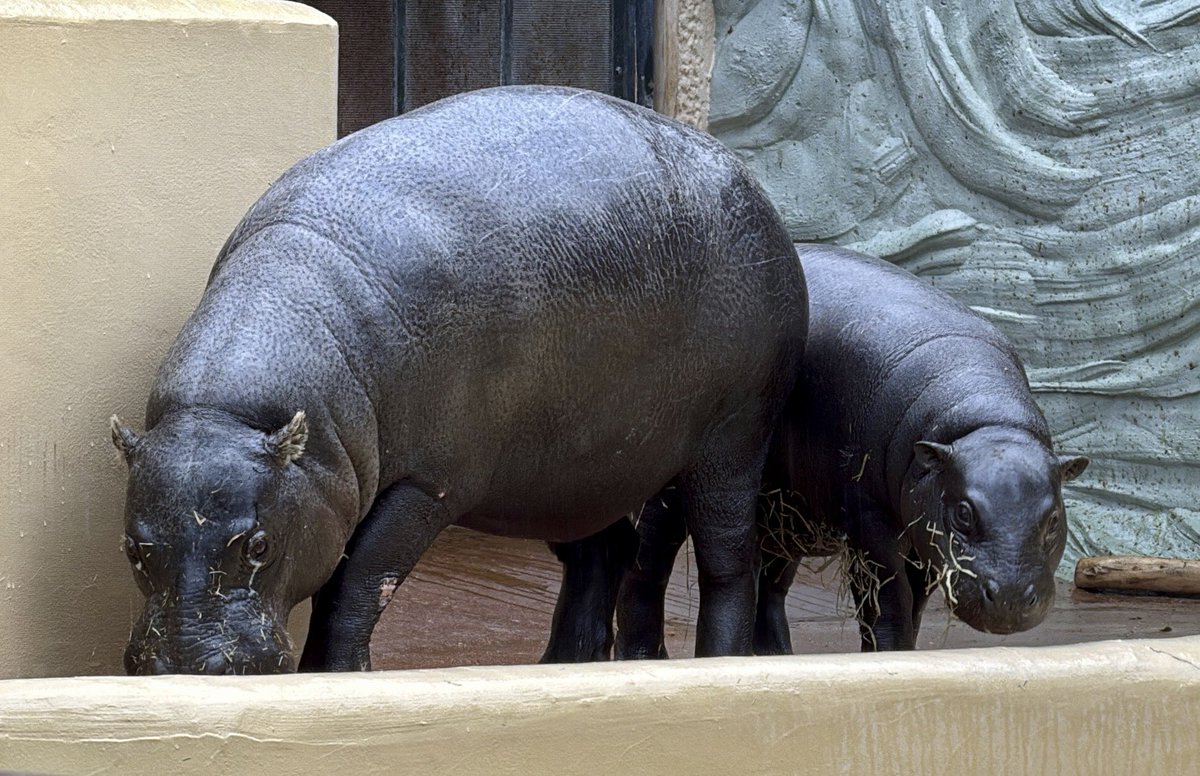 なかよしクマちゃんねる tweet media