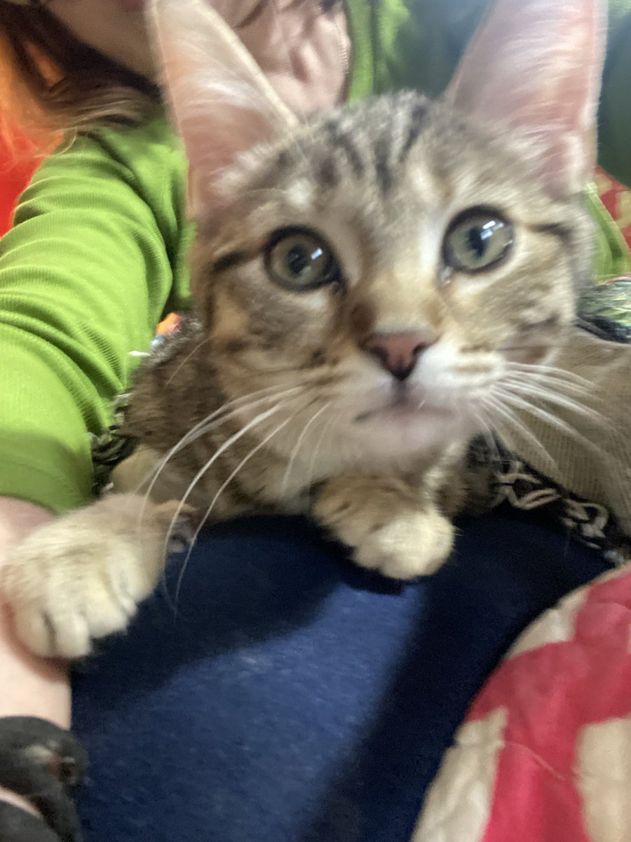 K & Archie, Alec, Declan & Saoirse tweet media