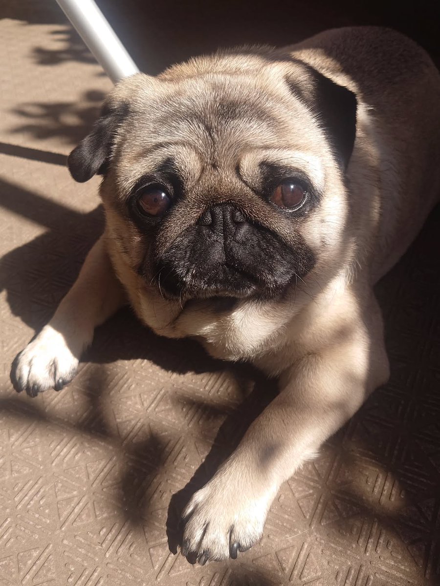 marymsmithson56's tweet image. Do you love this so cute 🥰🥰
#pug #puglife #puglove