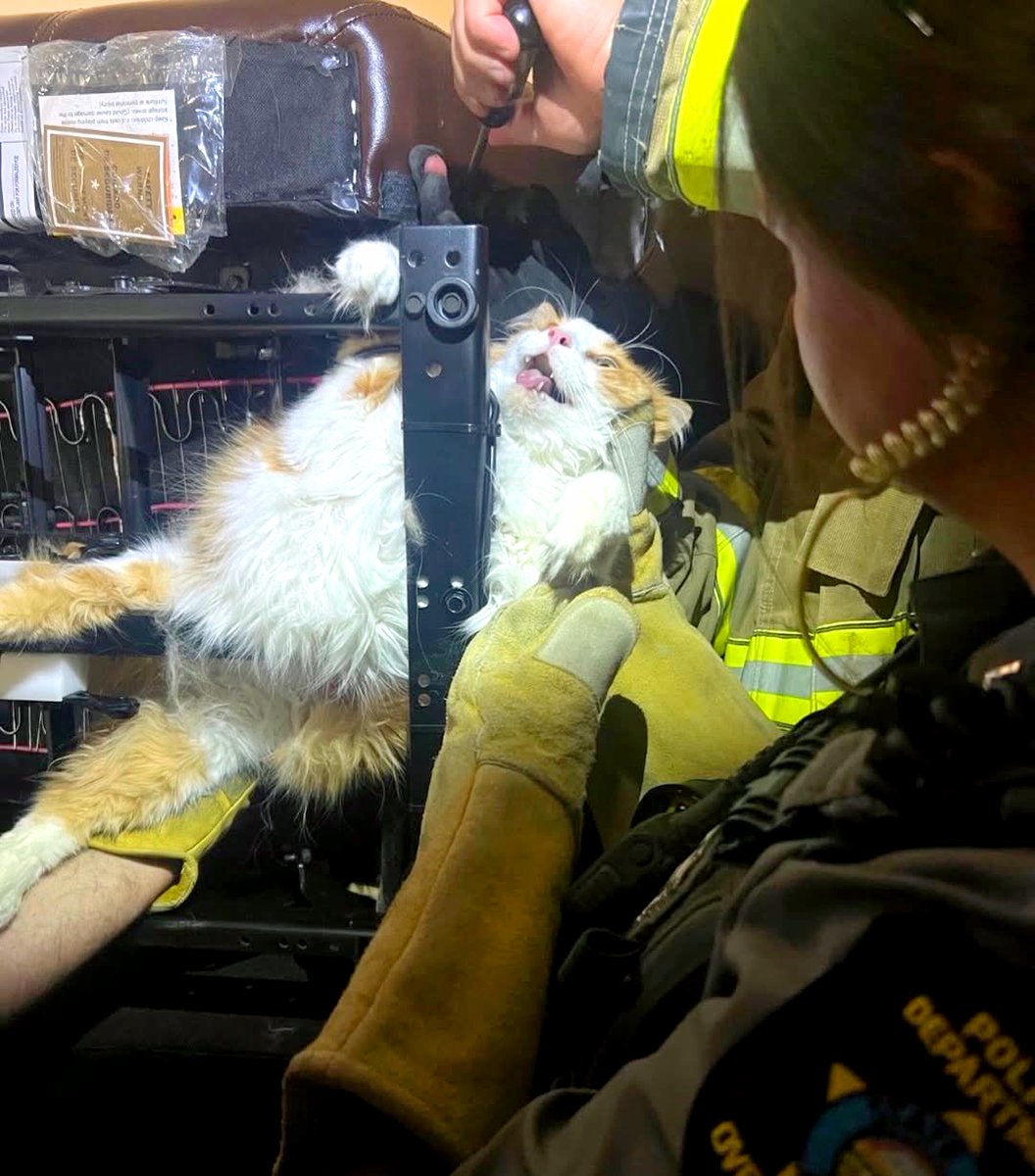 The Spirit of Lorenzo the Cat tweet media