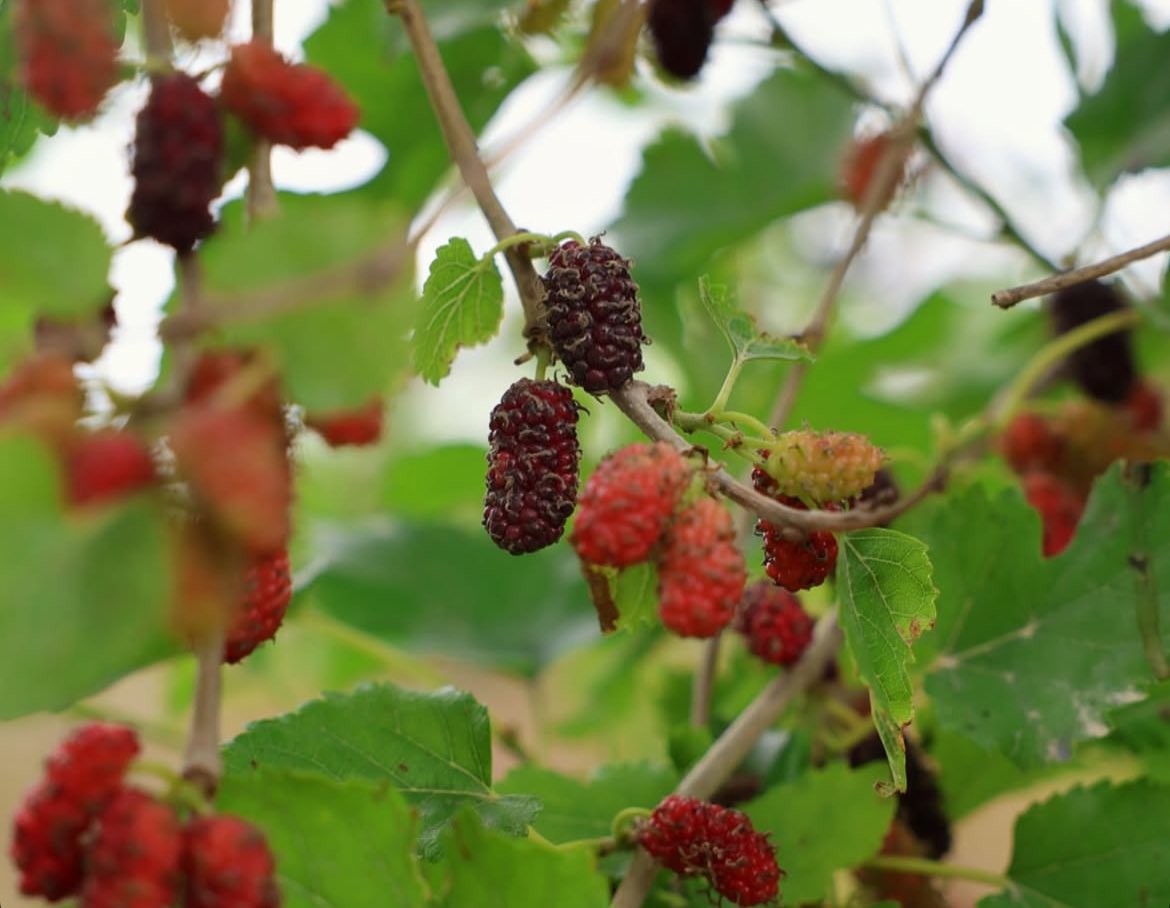 اسأل قطر | بوفهد tweet media