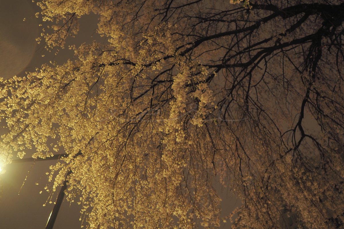 veri /べり tweet media